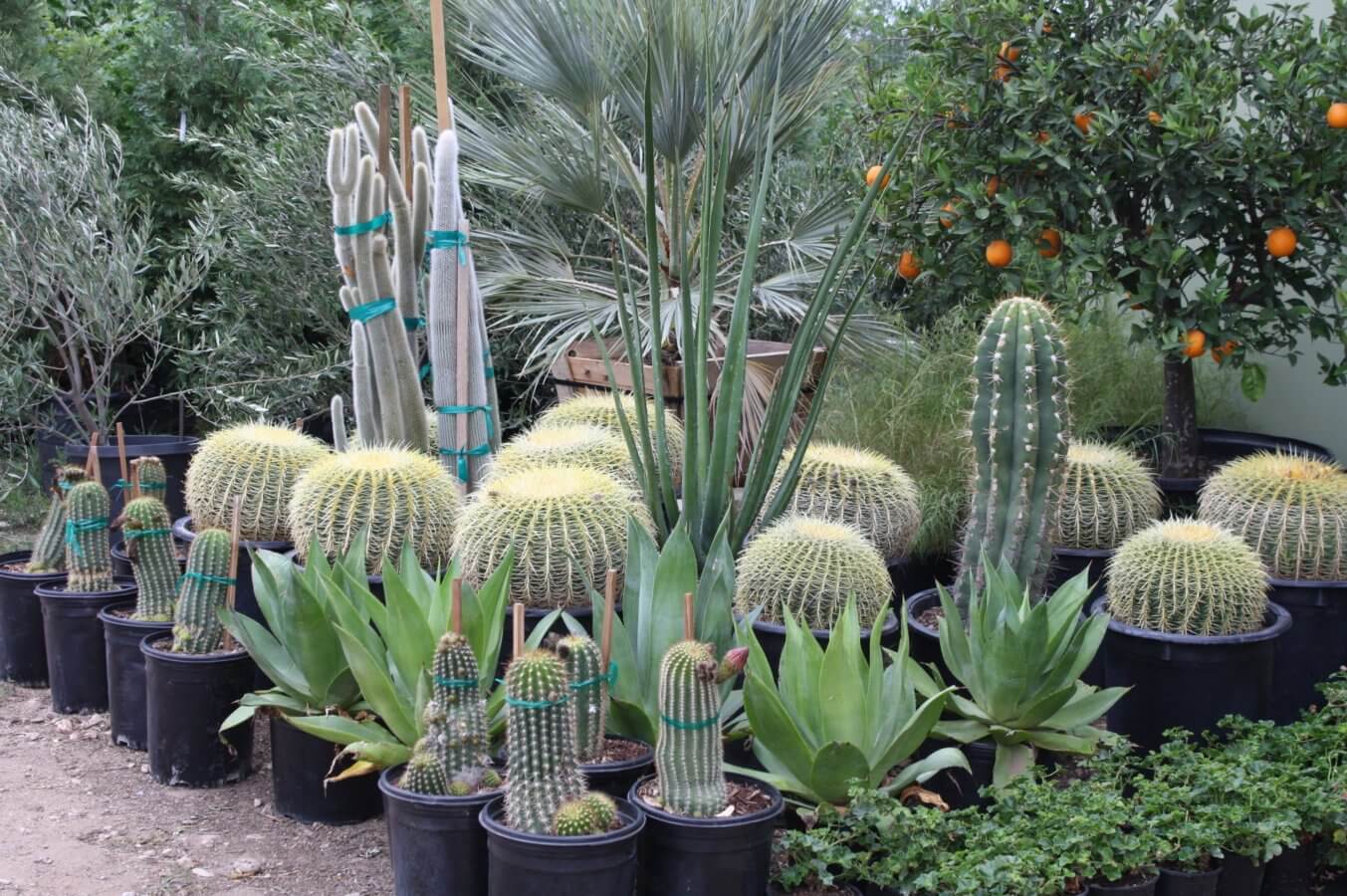 PROVIDING AUSTIN WITH PREMIUM LANDSCAPE PLANTS