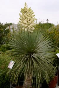 Yucca rostrata trunk
