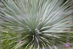 Yucca rostrata landscape