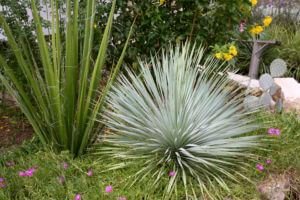 Yucca rostrata