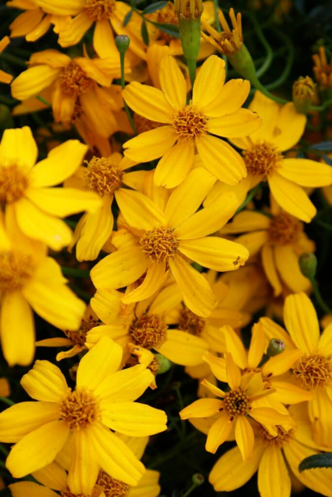 Copper Canyon Daisy Vivero Growers Nursery Austin Wholesale and