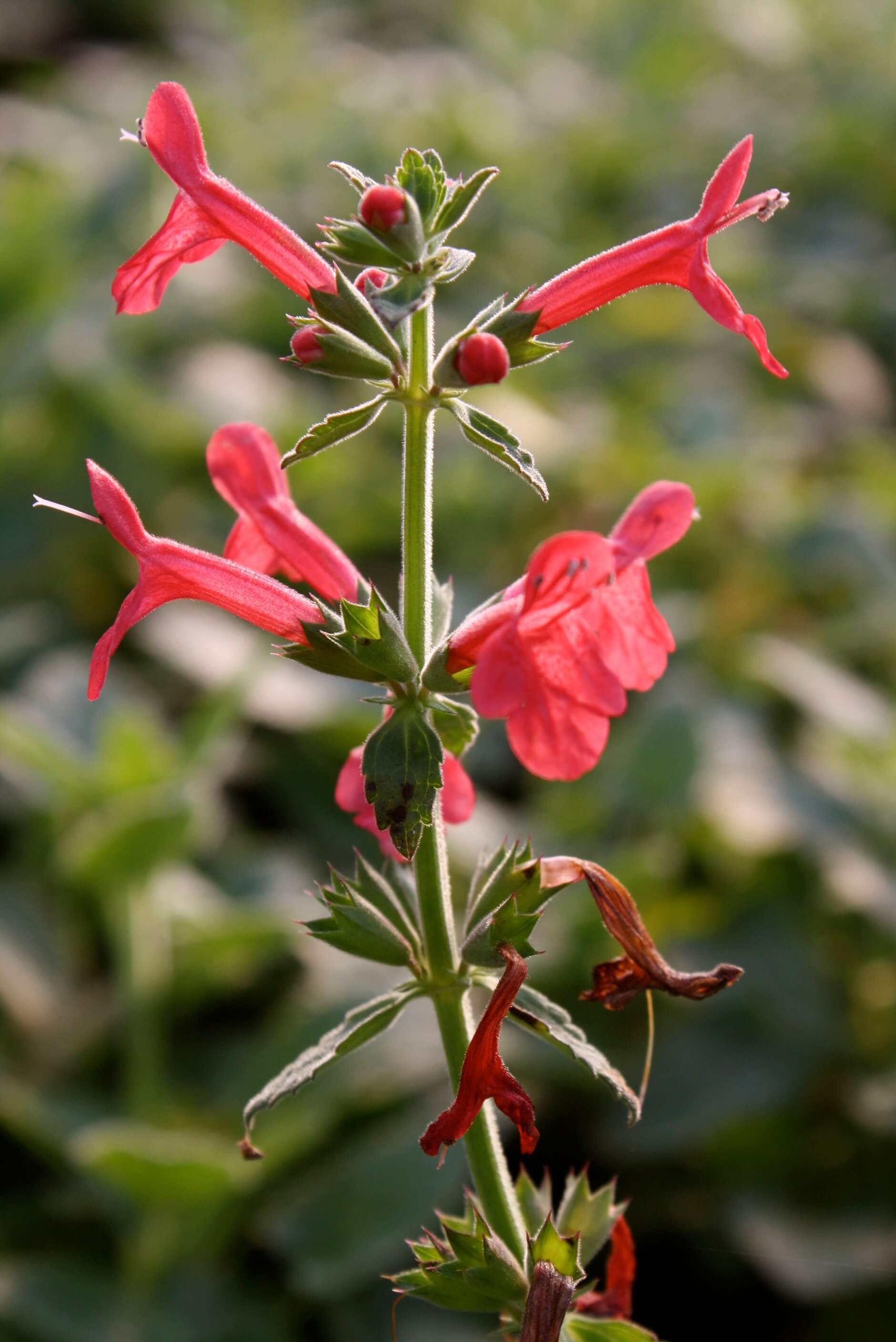 Texas Betony Vivero Growers Nursery Austin Wholesale and Retail Nursery