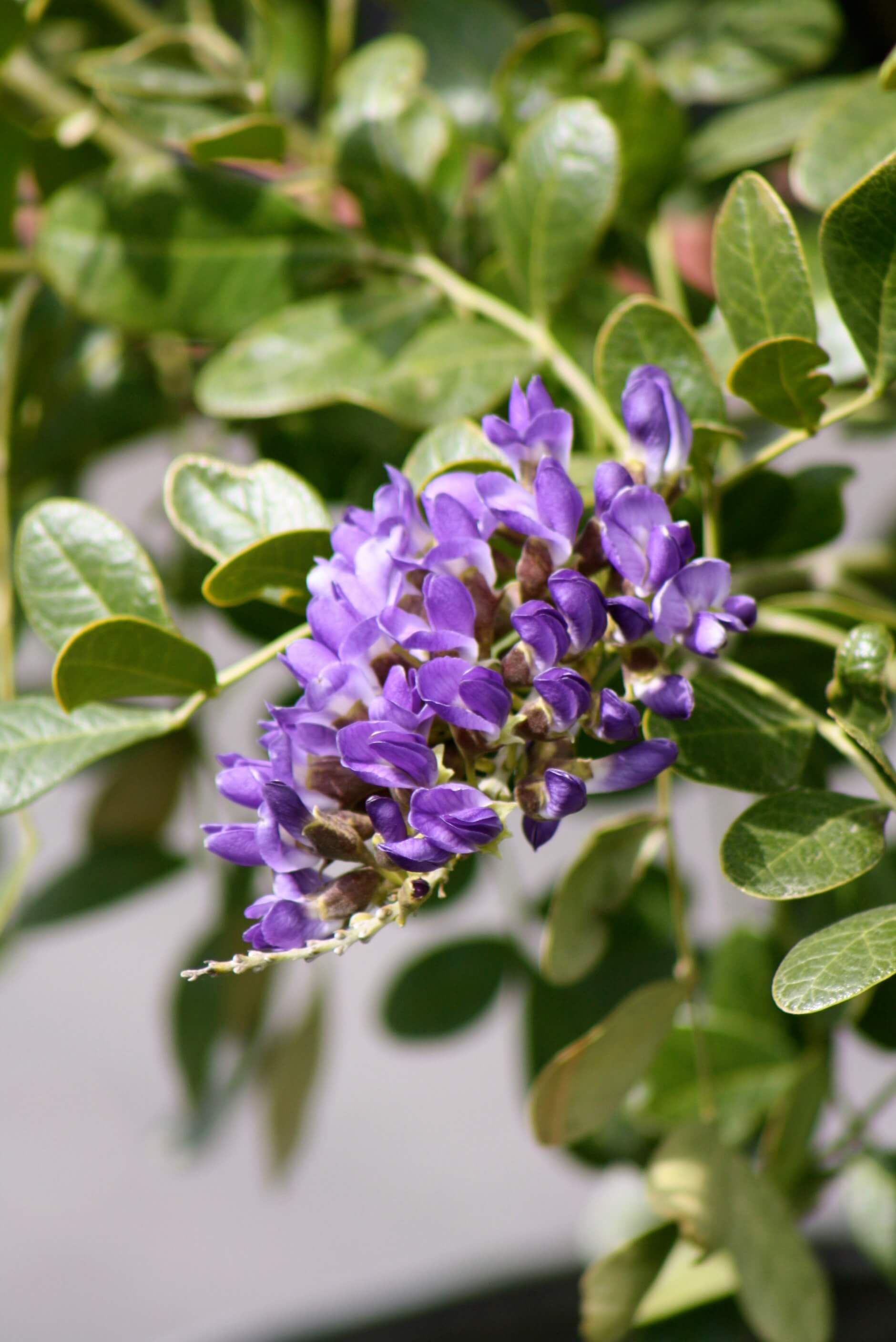 Texas Mountain Laurel Vivero Growers Nursery, Austin TX