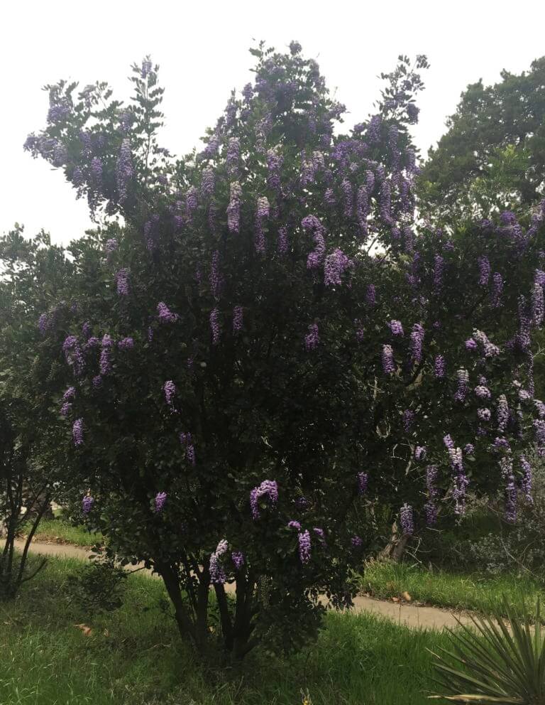 Texas Mountain Laurel Vivero Growers Nursery, Austin TX
