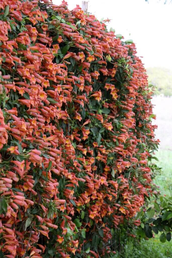 Crossvine Vivero Growers Nursery Austin Texas