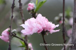 'Helen Borcher' Flowering Peach