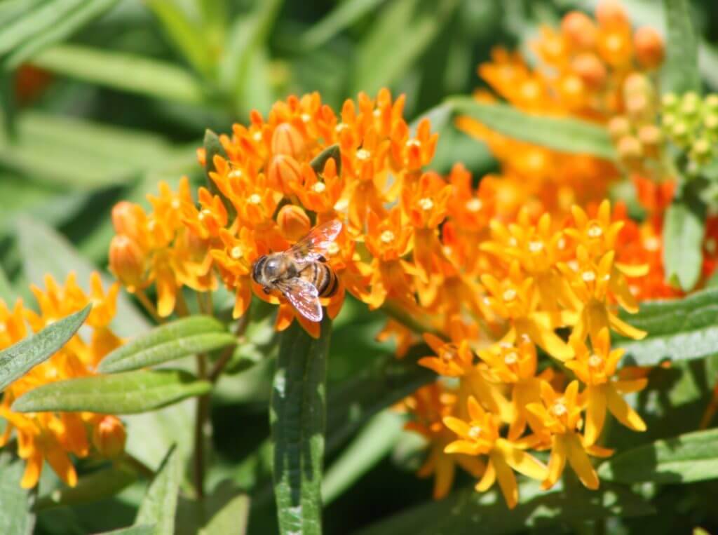 Native Milkweed Vivero Growers Nursery