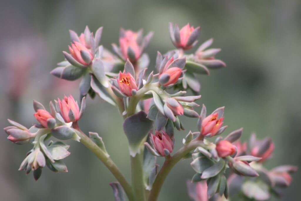 Succulent Bloom Vivero Growers Nursery Austin Wholesale and Retail Nursery