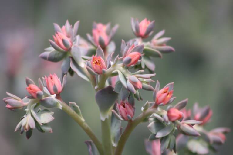 Succulent Bloom Vivero Growers Nursery Austin Wholesale and Retail