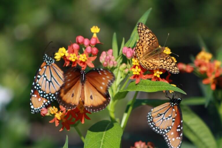 Butterflies at the Nursery Vivero Growers Nursery