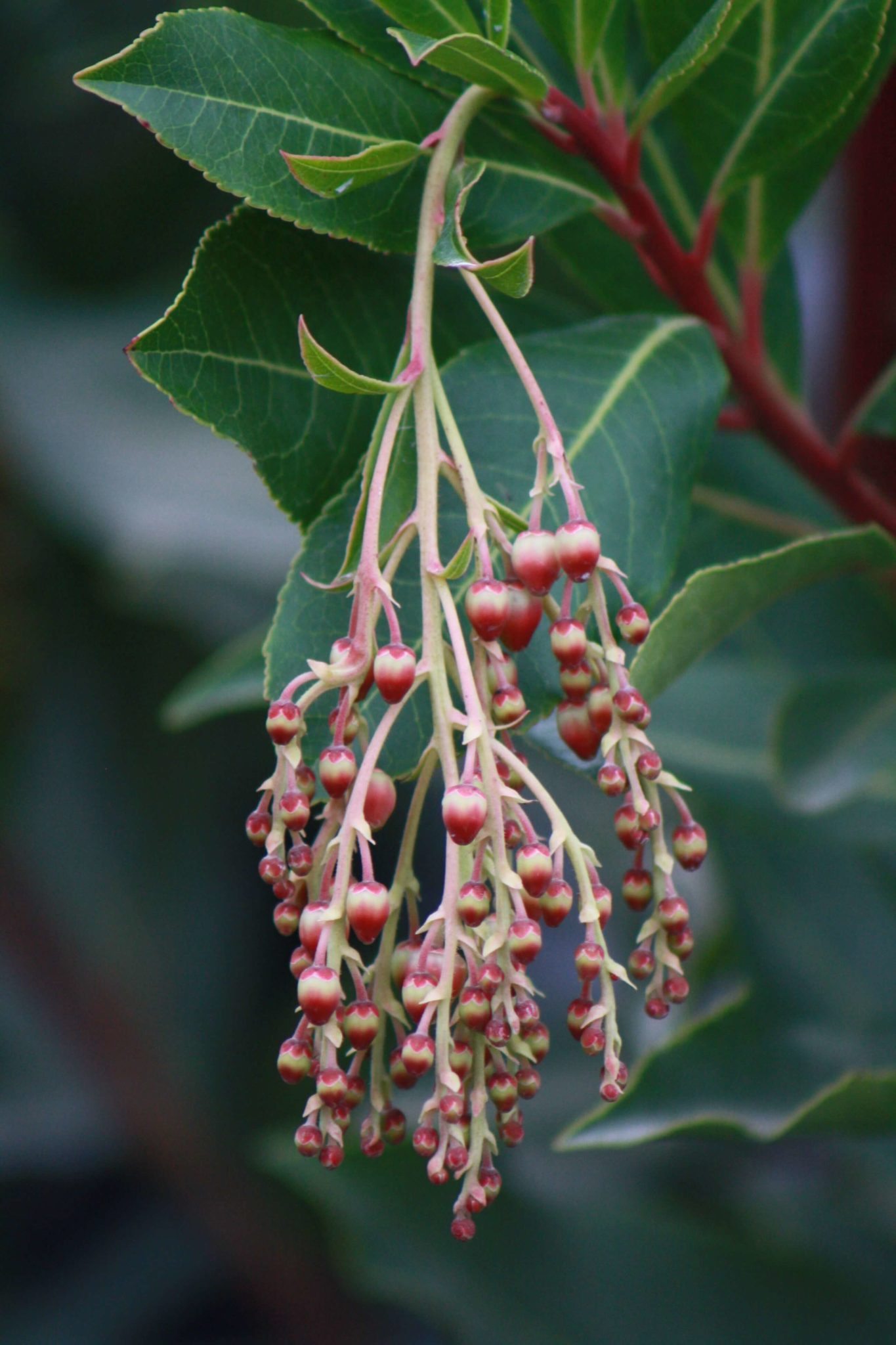 Arbutus 'Marina' Vivero Growers Nursery Austin Wholesale and Retail Nursery