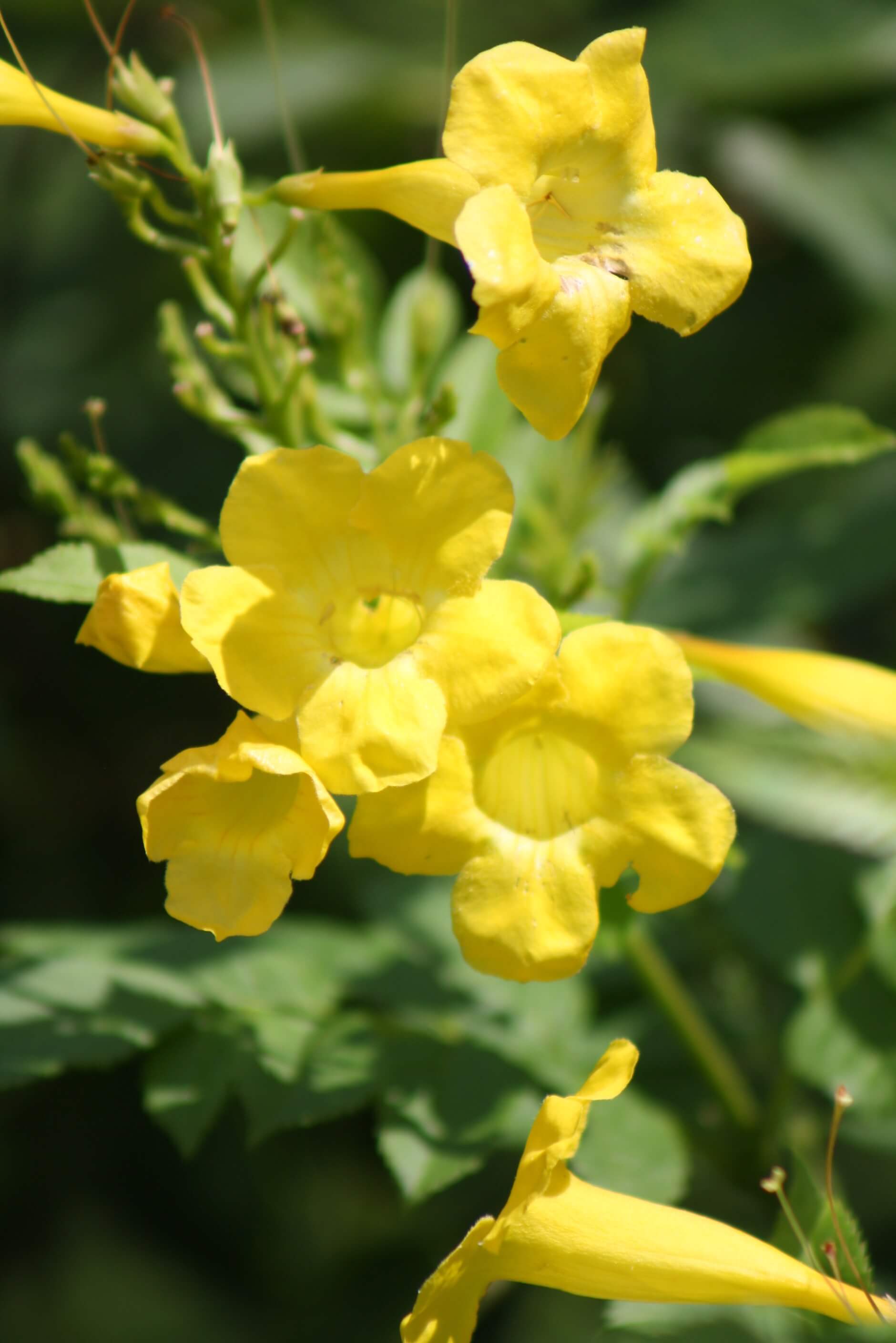 Plant Esperanza in Your Garden! Vivero Growers Nursery