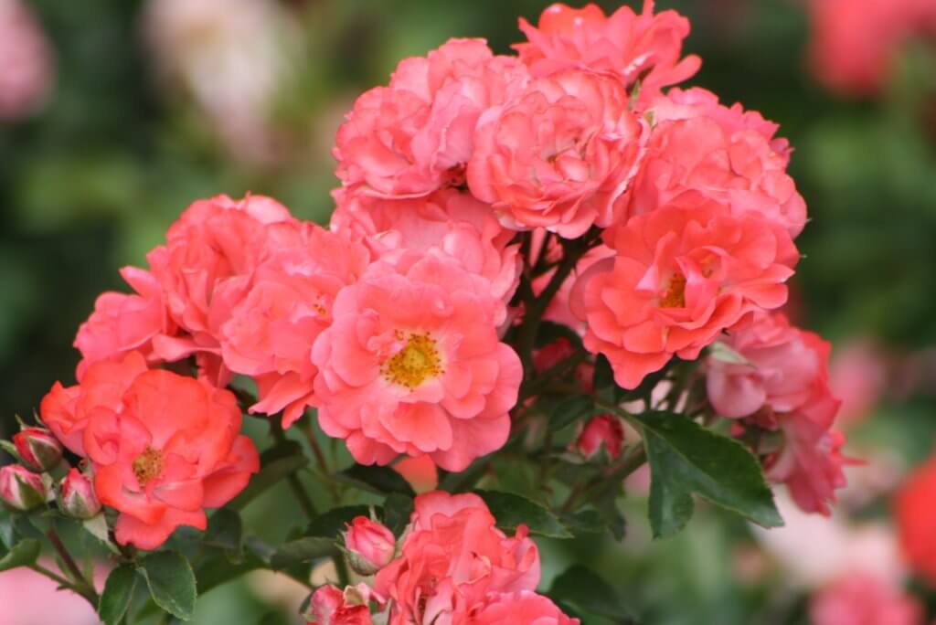 Drift Rose Vivero Growers Nursery Austin Wholesale and Retail Nursery