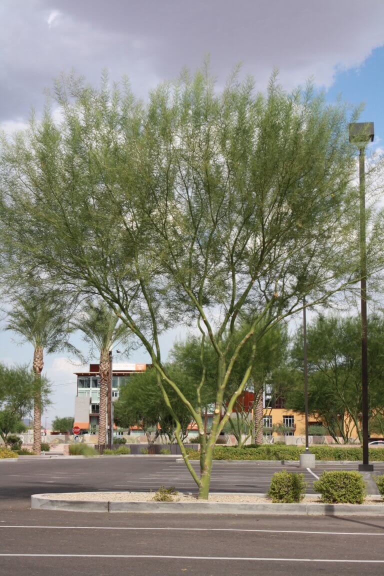 Palo Verde 'Desert Museum' - Vivero Growers Nursery