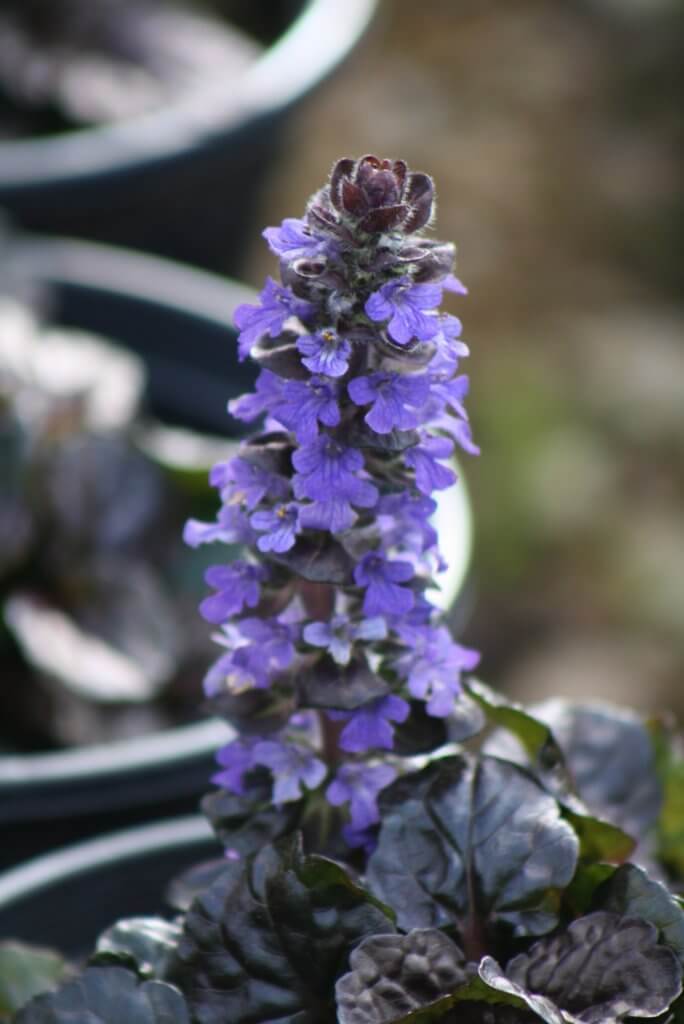 Plant Ajuga! Vivero Growers Nursery Austin Texas