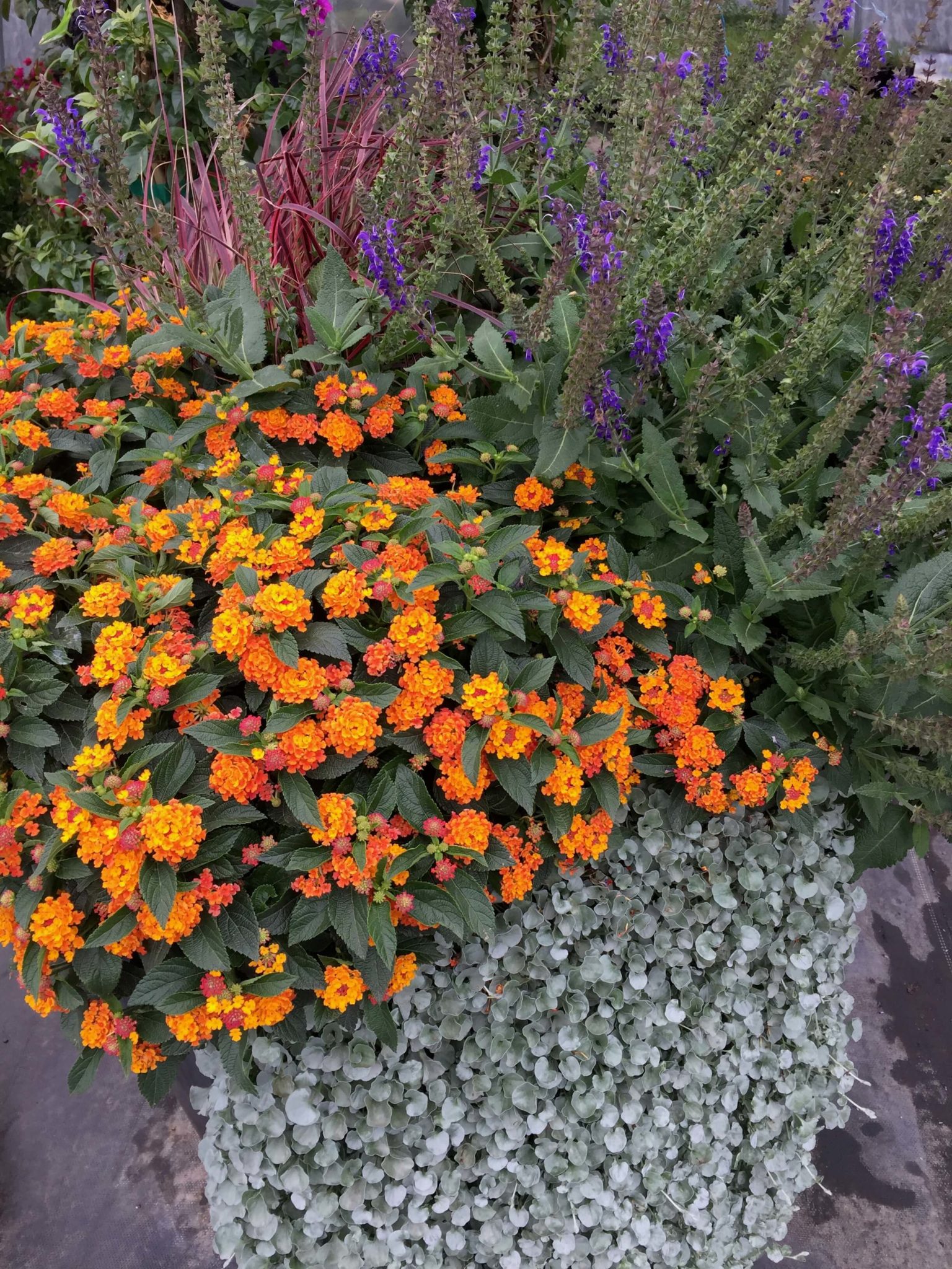 Plant Lantana! - Vivero Growers Nursery Austin Wholesale and Retail Nursery