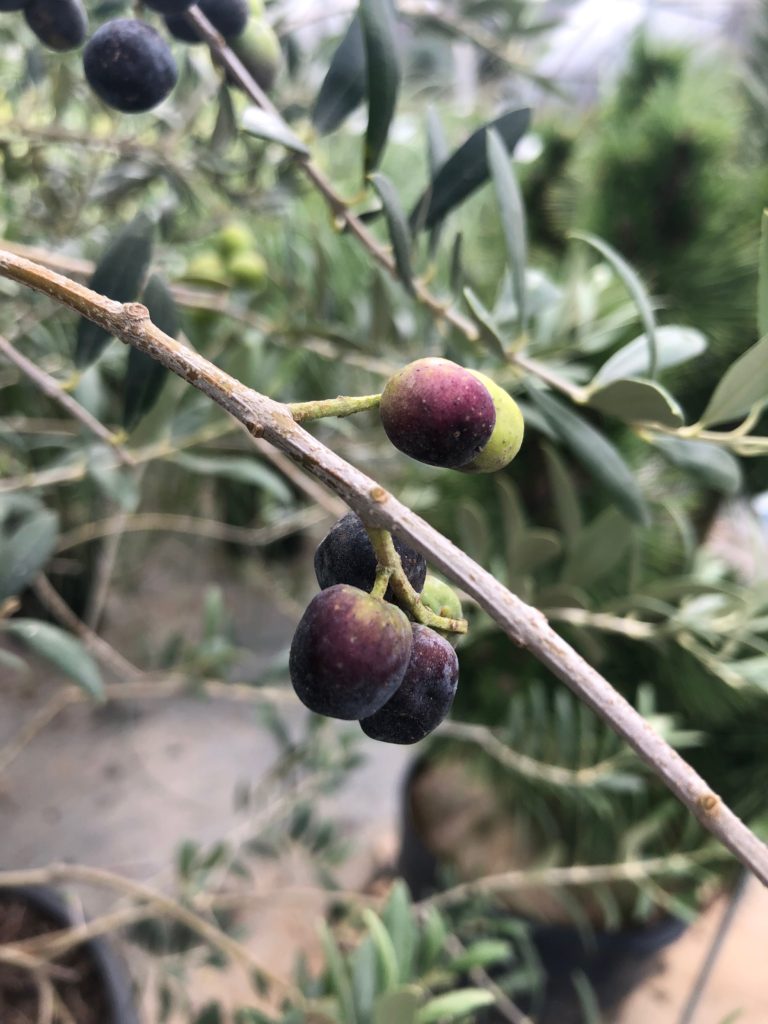 Olive Tree Vivero Growers Nursery Austin Wholesale and Retail Nursery